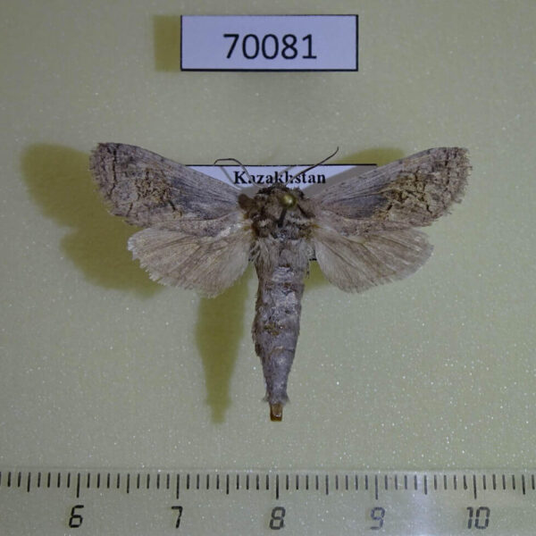 Cossidae Kotchevnik modestus f Kazakhstan