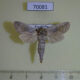 70081p Cossidae Kotchevnik modestus f Kazakhstan $8