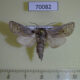 70082p Cossidae Kotchevnik modestus Kazakhstan $8