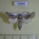 70084p Cossidae Kotchevnik modestus Kazakhstan $8