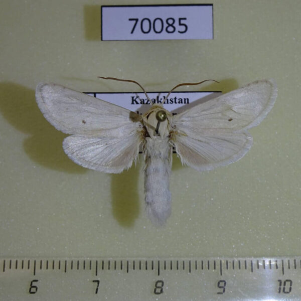 Cossidae Holcocerus holosericeus Kazakhstan