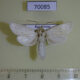 70085p Cossidae Holcocerus holosericeus Kazakhstan $12