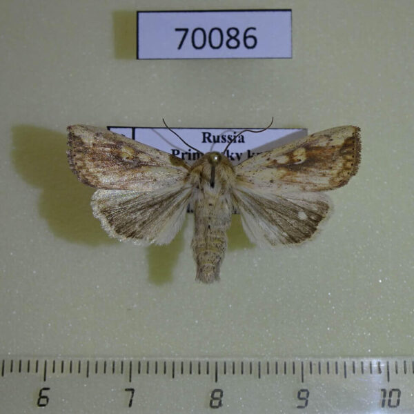 Noctuidae Mythimna flavostigma Primorye