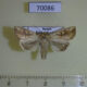 70086p Noctuidae Mythimna flavostigma Primorye $8
