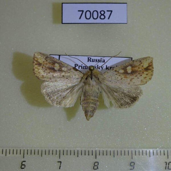 Noctuidae Mythimna flavostigma f Primorye