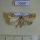 70087p Noctuidae Mythimna flavostigma f Primorye $9