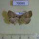 70090p Noctuidae Zanclognatha tarsipennalis f Primorye $9