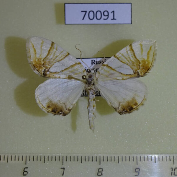Geometridae Eulithis convergenata Primorye