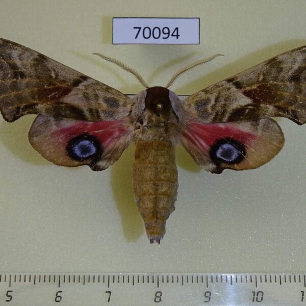 Sphingidae Smerinthus ocellata cinerascens Kazakhstan