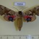 70094p Sphingidae Smerinthus ocellata cinerascens Kazakhstan $10