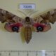 70095p Sphingidae Smerinthus ocellata cinerascens Kazakhstan $12