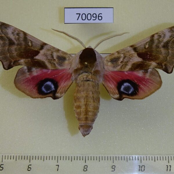 Sphingidae Smerinthus ocellata cinerascens Kazakhstan