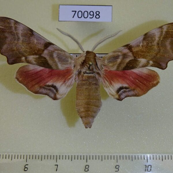 Sphingidae Smerinthus kindermannii iliensis Kazakhstan
