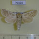 70103p Cossidae Holcocerus nobilis Kazakhstan $20