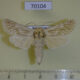 70104p Cossidae Holcocerus nobilis Kazakhstan $20
