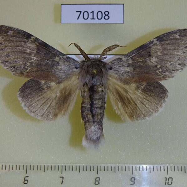 Notodontiidae Stauropus fagi persimilis Primorye