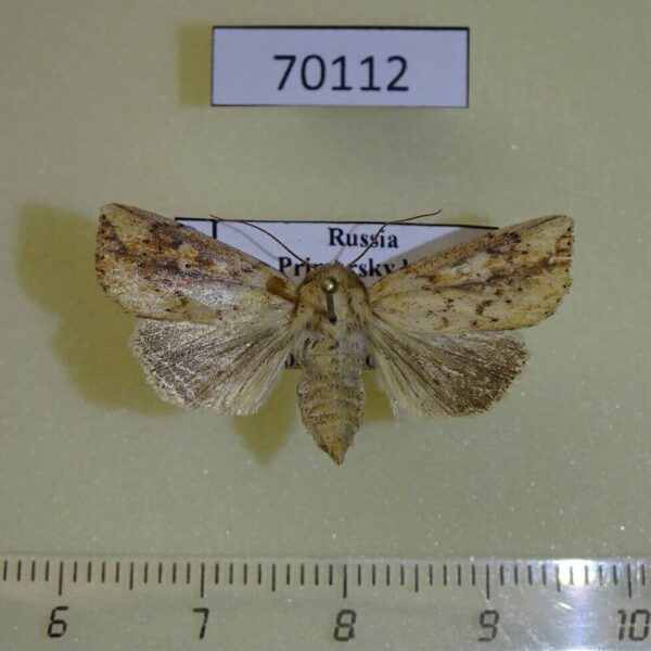 Noctuidae Mythimna flavostigma f Primorye