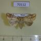70112p Noctuidae Mythimna flavostigma f Primorye $8