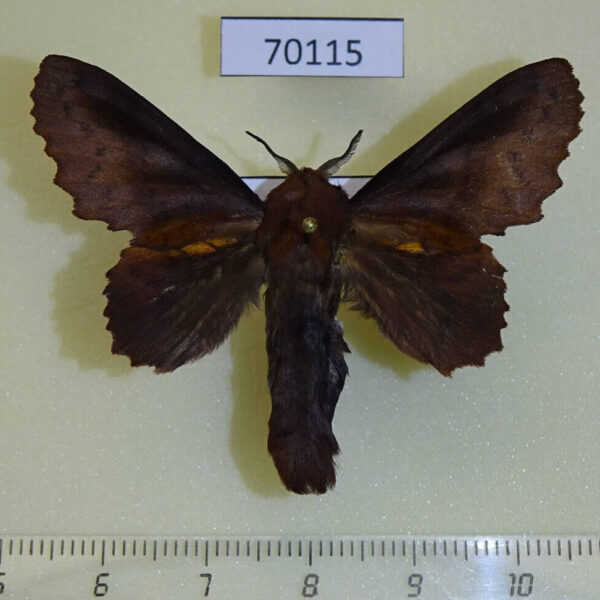 Lasiocampidae Gastropacha orientalis Primorye