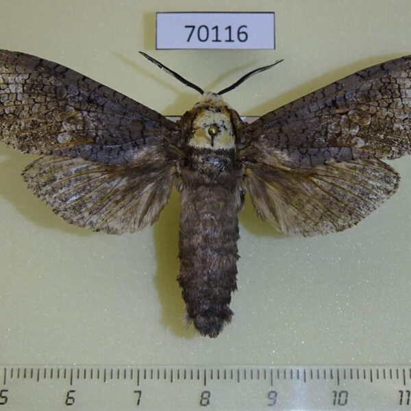 Cossidae Cossus siniaevi Primorye