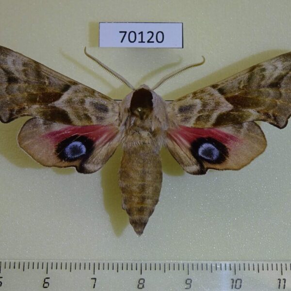 Sphingidae Smerinthus ocellata cinerascens Kazakhstan