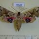70120p Sphingidae Smerinthus ocellata cinerascens Kazakhstan $12