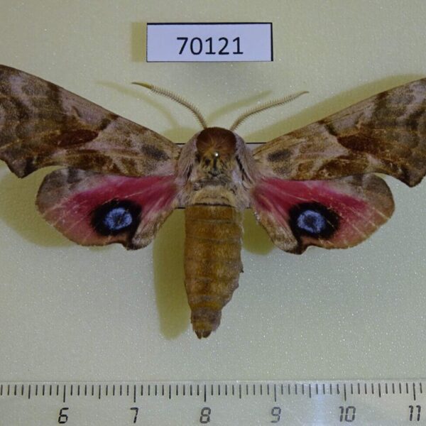 Sphingidae Smerinthus ocellata cinerascens Kazakhstan