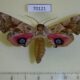 70121p Sphingidae Smerinthus ocellata cinerascens Kazakhstan $10
