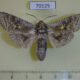 70125p Cossidae Cryptoholcocerus mongolicus Kazakhstan $12