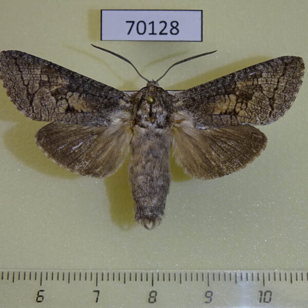 Cossidae Deserticossus consobrinus Kazakhstan