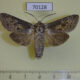 70128p Cossidae Deserticossus consobrinus Kazakhstan $10