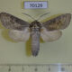 70129p Cossidae Deserticossus arenicola Kazakhstan $12