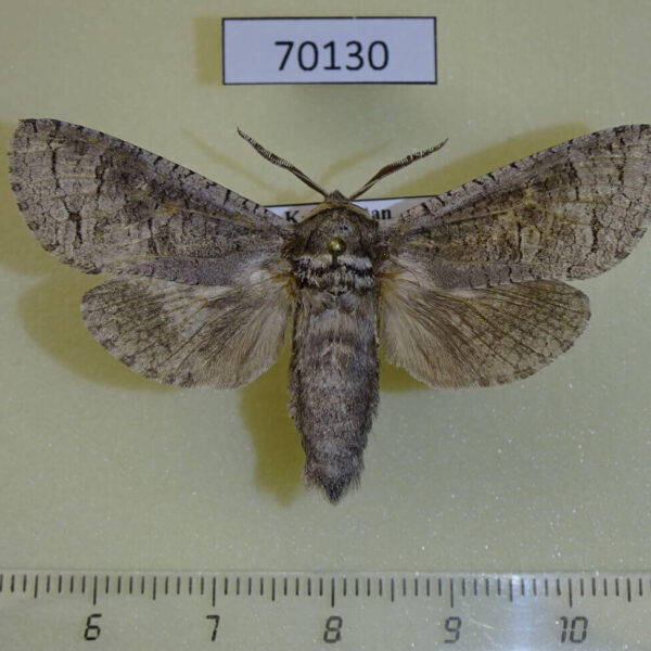 Cossidae Cossus bohatchi Kazakhstan