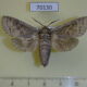 70130p Cossidae Cossus bohatchi Kazakhstan $12