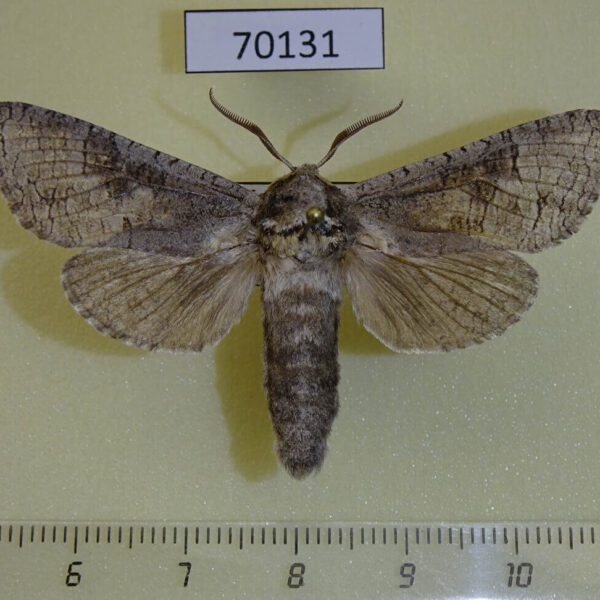 Cossidae Cossus bohatchi Kazakhstan
