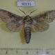 70131p Cossidae Cossus bohatchi Kazakhstan $12