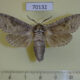 70132p Cossidae Cossus bohatchi Kazakhstan $12