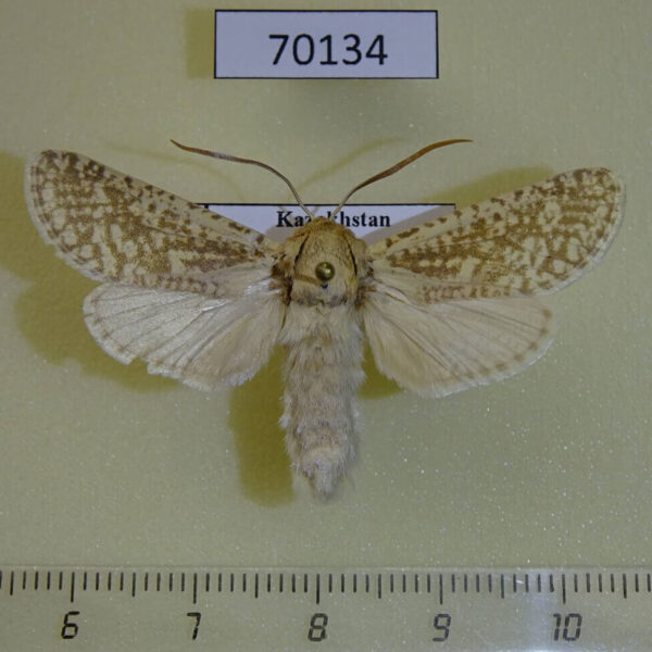 Cossidae Holcocerus nobilis Kazakhstan