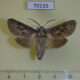 70135p Cossidae Deserticossus consobrinus Kazakhstan $10