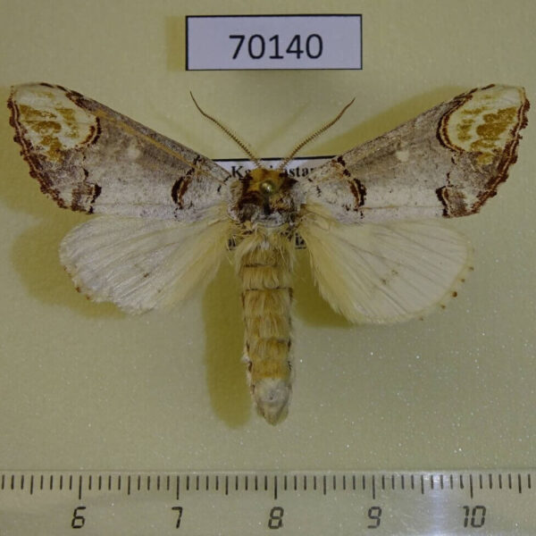 Notodontiidae Phalera bucephala Kazakhstan