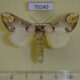 70140p Notodontiidae Phalera bucephala Kazakhstan $6