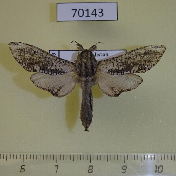 Cossidae Cecryphalus nubila Kazakhastan