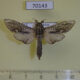 70143p Cossidae Cecryphalus nubila Kazakhastan $13