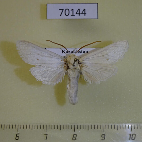 Cossidae Holcocerus holosericeus Kazakhstan