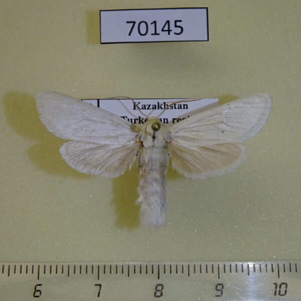 Cossidae Holcocerus holosericeus Kazakhstan