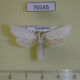 70145p Cossidae Holcocerus holosericeus Kazakhstan $10