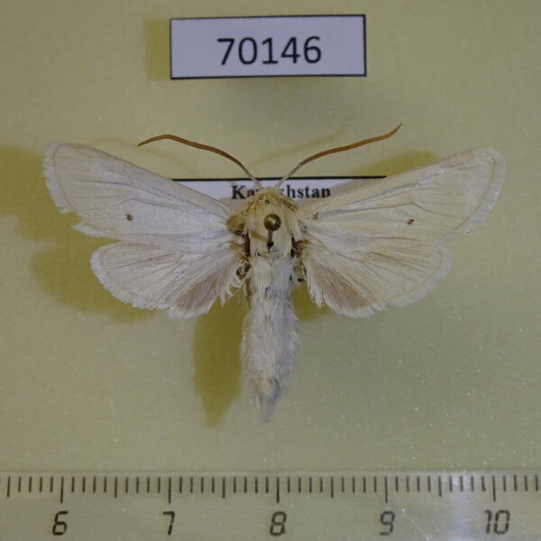 Cossidae Holcocerus holosericeus Kazakhstan