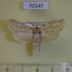 70147p Cossidae Holcocerus nobilis Kazakhstan $20