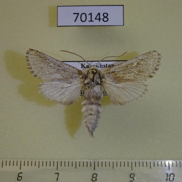 Cossidae Barcahniella inspersus Kazakhstan