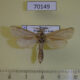 70149p Cossidae Phragmataecia geisha Primorye $18